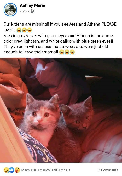 Ashley Marie- Facebook post- Our kittens are missing!! If you see Ares and Athena PLEASE LMK!! Ares is grey/silver with green eyes and Athena is the same color grey, light tan, and white calico with blue green eyes!! They've been with us less than a week and were just old enough to leave their mama! (crying face emoji)